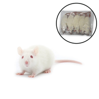 Alimentation Premium Congelée Riche en Protéines 100% pour Rats, en Vrac, Prête pour l'Alimentation des Serpents Carnivores avec Soin de la Santé Digestive pour Petites Races