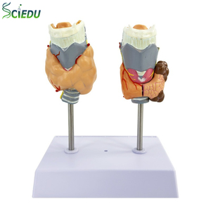 Hệ thống nội tiết y tế giải phẫu họng tuyến giáp Mô hình giải phẫu tuyến giáp bệnh lý của con người cường giáp suy giáp - Product Image 1