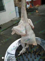 Machine à Plumer les Volailles à Bon Prix : Équipement d'Épluchage pour Poulets, Pigeons et Autres Oiseaux – Éliminateur de Plumes et de Poils
