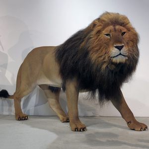 Statue de lion réaliste avec poils implantés à la main, collection de musée sur le thème de l'histoire <span class=keywords><strong>naturelle</strong></span>, à vendre - Product Image 6