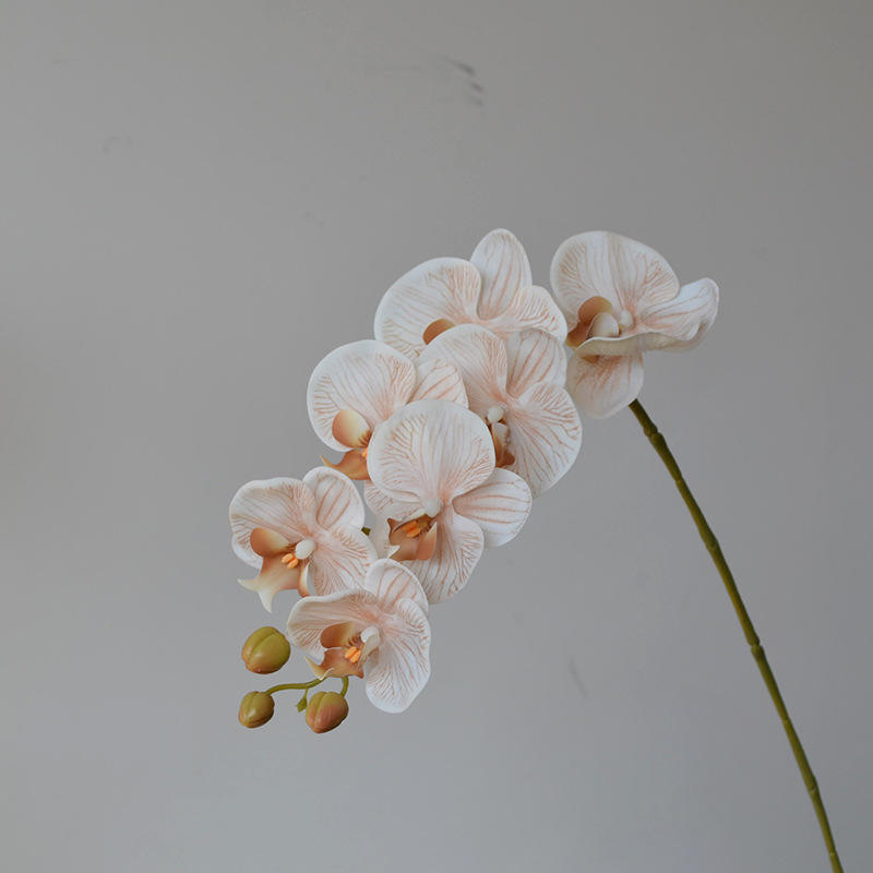 สีเบจ7หัว