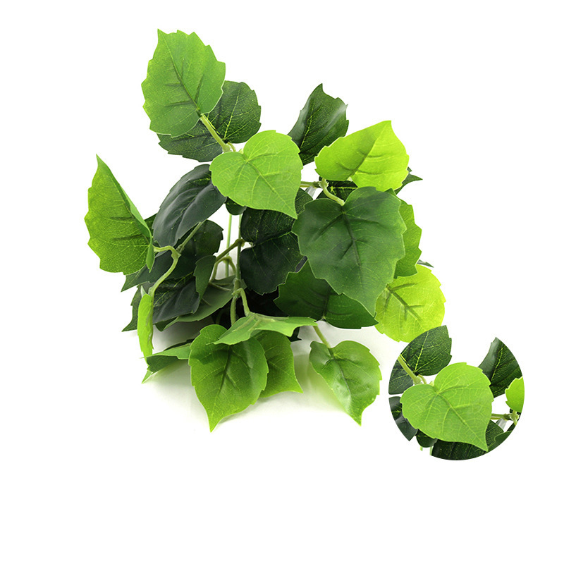 Boston Ivy