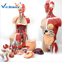 Modelo de Torso Muscular Desmontable Unisex de 85 cm, 18 Partes, Espalda Abierta, Modelo de Anatomía del Tronco Humano para Enseñanza, CE/ISO/ROHS/CNAS