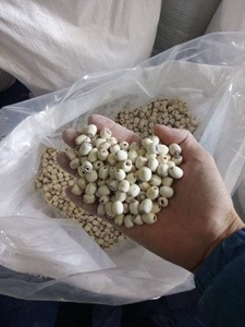 เมล็ดบัวแห้งสีขาวจากเวียดนามส่งออก FOOD_HIGH มาตรฐานและราคาถูก - Product Image 3