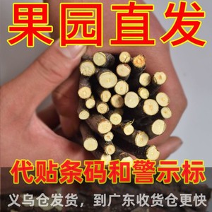 Palitos de madera de manzana secos para masticar, para hámsters, chinchillas, conejillos de indias, conejos, juguetes para animales pequeños, forma redondeada, duraderos, Shandong - Product Image 4