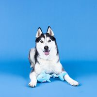 Jouet pour chien en peluche requin avec corde, jouet interactif à tirer et à mâcher avec queue en corde nouée