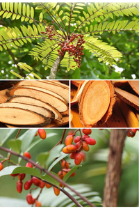 Suplemento para el Cuidado de la Salud de Raíz de Eurycoma Longifolia, Extractos de <span class=keywords><strong>Tongkat</strong></span> <span class=keywords><strong>Ali</strong></span>, Producto Vegetal Puro - Product Image 5