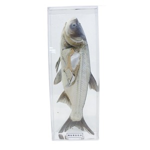 Especímenes desecados y preservados de carpa de cabeza grande, carpa plateada, carpa de cabeza grande y otras cuatro especies principales de peces de agua dulce utilizadas. - Product Image 5