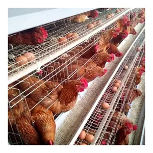 Fornecimento de fábrica gaiolas tipo A para galinhas poedeiras com bateria automática para ovos para venda