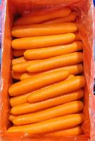 Carottes fraîches récoltées récemment, nettoyées et lavées, de haute qualité