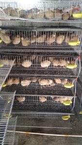 Gabbia <span class=keywords><strong>per</strong></span> Allevamento di <span class=keywords><strong>Quaglie</strong></span> HJ-QC300 <span class=keywords><strong>per</strong></span> 300 <span class=keywords><strong>Quaglie</strong></span> in Vendita - Product Image 4