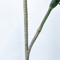 Plante artificielle en plastique de style nordique, Dracaena marginata, plante verte d'intérieur, fausse plante d'Agave Millennium Wood