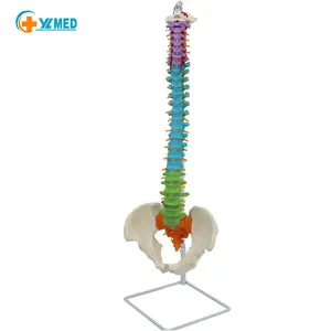 척추 모델 신경 교훈적인 컬러 유연한 척추 해부학 모델 과학 실험실 척추 신경 골반 대퇴골