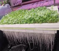 Différents types de tailles, plateau microvert réutilisable, filet de tapis en papier Silicone pour plante hydroponique