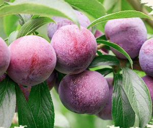 Prugne Intere Essiccate di Alta Qualità per Snack - Product Image 5