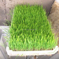 Mangeoire automatique pour animaux, herbe, bovins, moutons, germes de haricots, orge, plateau de culture, machine à fabriquer les germes de haricots mungo
