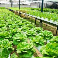Système hydroponique d'intérieur avec lampes LED de culture réglables, minuterie intelligente, circulation d'eau silencieuse, jardinage domestique de légumes