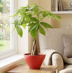 Pot de fleurs en plastique PP en gros, durable, léger, pour jardin intérieur et extérieur, OEM, couleur personnalisée, logo, prix d'usine - Product Image 6