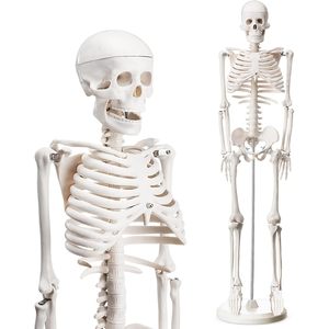 33.4 ''di chuyển một nửa kích thước cơ sở Mô hình bộ xương người với cánh tay và chân cho sinh viên khoa học y tế và giáo viên - Product Image 3