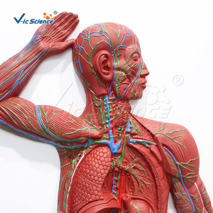 Modèle anatomique de haute précision du système lymphatique du corps entier ; reconstruction des ganglions lymphatiques et des vaisseaux lymphatiques ; école de médecine - Product Image 2