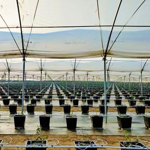 Film de serre haute résistance Caterpillar pour la protection des myrtilles en Australie, anti-vent et anti-pluie - Product Image 4