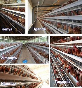 CE Product Certification Layer Chicken Cage Chicken Cages Egg Layer Automatic Chicken Cage Cages for Chickens - Product Image 5