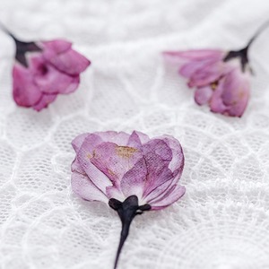 Bourgeons de bégonia fleur séchée fleur pressée bricolage signets en relief époxy fleur séchée coque de téléphone portable spécimen de plante - Product Image 2