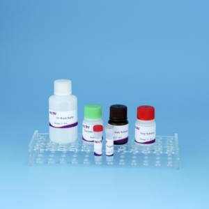 <span class=keywords><strong>Streptococcus</strong></span> Equi Antikörper-ELISA-Kit | 96T | CE-zertifiziert | Pferde-Würgegriff-Test - Product Image 6