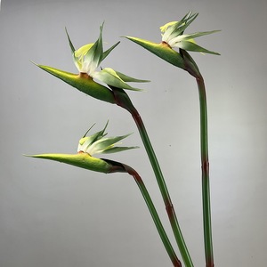 LO-1208 Vente en gros de <span class=keywords><strong>fleurs</strong></span> artificielles <span class=keywords><strong>Strelitzia</strong></span> (oignon d'Inde) à toucher réel de 85 cm pour la décoration des halls d'hôtel et des vitrines - Product Image 3