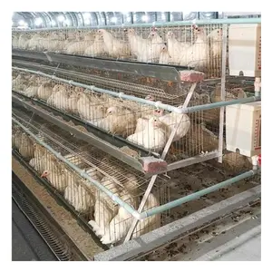 Shuxin Factory Farm Poultry Egg Laying Cage For Hens Home and Commercial Use in Africa