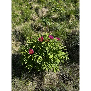 Forbici per Taglio Fiori in Acciaio Inossidabile Articolo 16 - Product Image 5