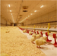 Nuevas Bebederos de Agua de Material PP para Granjas Avícolas, Equipo de Alimentación para Aves de Corral, Bebederos para Pollos de Engorde y Gallinas Ponedoras