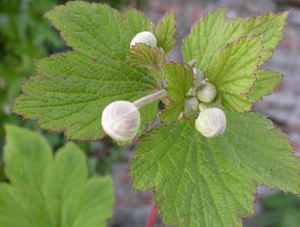 Estratto di <span class=keywords><strong>Malva</strong></span> Verticillata L. 10:1 da Semi di <span class=keywords><strong>Malva</strong></span> Verticillata - Product Image 5