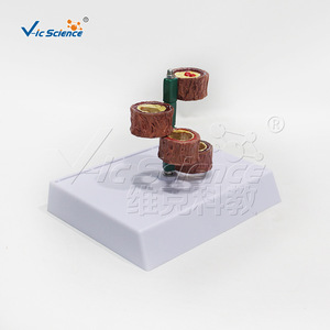 Modèle vasculaire à quatre segments ; Aide pédagogique pour l'enseignement de l'anatomie vasculaire humaine ; Modèle pédagogique et de formation pour les écoles de médecine et d'infirmières. - Product Image 4