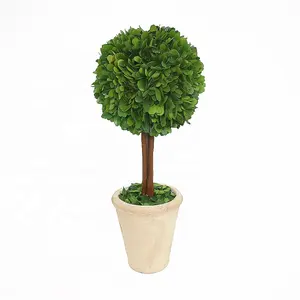 백색 테라코타 남비를 가진 말린 자연적인 보존된 회양목 공 topiary