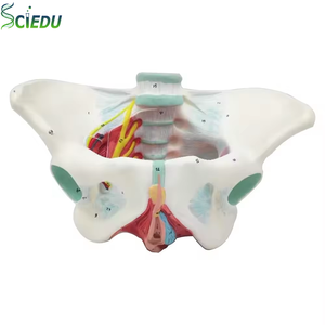 Model Tulang Panggul Wanita Ilmu Kedokteran Otot Saraf Pembuluh Darah Perbaikan Panggul Model Tulang Tulang Belakang Positif - Product Image 1