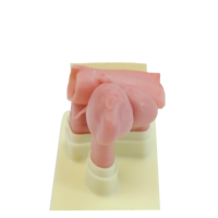 Modèle d'échographie de la prostate transrectale Les ultrasons focalisés à haute énergie simulent le diagnostic et le traitement des maladies de la prostate