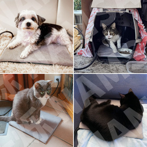Tapis chauffant pour animaux de compagnie, rectangle, textile, chaleur solide, pour chats et chiens, utilisation intérieure et extérieure - Product Image 1