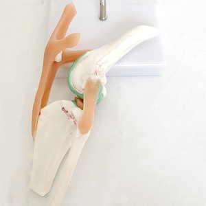Hueso de perro, modelo de ligamento de perro, modelo de enseñanza veterinaria para mascotas - Product Image 2