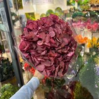 Großblättrige Konservierte Hortensien Getrocknete Blumen Antikgrüne Hortensien Ewige Blumen für Hochzeits-Blumenarrangements