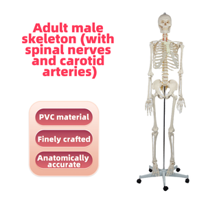 Modelo de Esqueleto <span class=keywords><strong>Humano</strong></span> Masculino de Tamaño Real de 176 cm con Nervio Espinal, Arteria Carótida, Base con Soporte, Modelo de Enseñanza de Anatomía Ósea Humana - Product Image 2