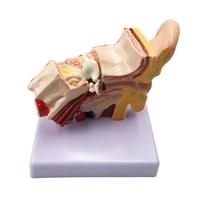 Modelo de Simulación de Oído Humano, Modelo de Oído de Escritorio, Tipo Anatomía Humana