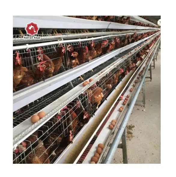 Hot-Selling anpassbare mehr schicht ige automatische Hühner käfige beliebte Schicht käfige