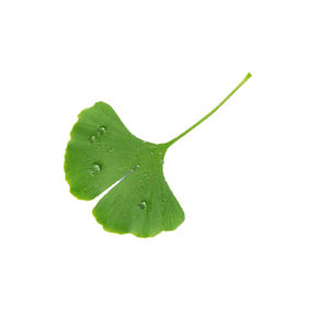 ผงสกัดใบแปะก๊วย 24% ฟลาโวนอยด์ 6% แลคโตน ผงสมุนไพร อาหารเสริม <span class=keywords><strong>20</strong></span>:<span class=keywords><strong>1</strong></span> 10:<span class=keywords><strong>1</strong></span> 4:<span class=keywords><strong>1</strong></span> - Product Image 3