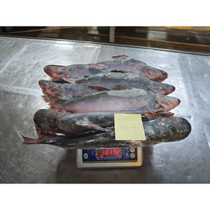 Pangasius Dory de haute qualité, certifié HACCP et HALAL, <span class=keywords><strong>poisson</strong></span> basa biologique congelé en gros - Product Image 2