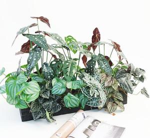 Piante Artificiali Alte Personalizzate, <span class=keywords><strong>Fiori</strong></span> Decorativi in <span class=keywords><strong>Vaso</strong></span>, Ghirlande e Piante per Soggiorno, Piante e Vegetazione Artificiale - Product Image 5