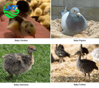 Incubateur et éclosoir automatique grande capacité pour œufs d'autruche, d'oie et d'oiseaux - Machine d'éclosion numérique pour volailles - Haute productivité