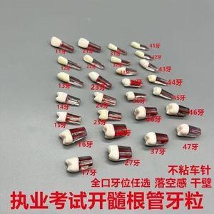 Modèle anatomique de dents en résine, ensemble de 28 pièces pour l'enseignement dentaire et l'exposition - Product Image 2