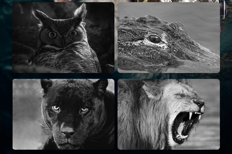 Wildlife Trail Camera OEM/ODM Factory Price Animal Trap Camera 1080P Trail Hunting Camera With IP66 Waterproof