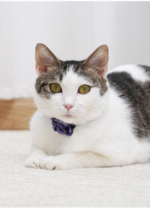 Kingtale الاشياء مستلزمات الحيوانات الأليفة سلامة قابل للتعديل طوق القط الانفصال مع زهرة لkitem - Product Image 6